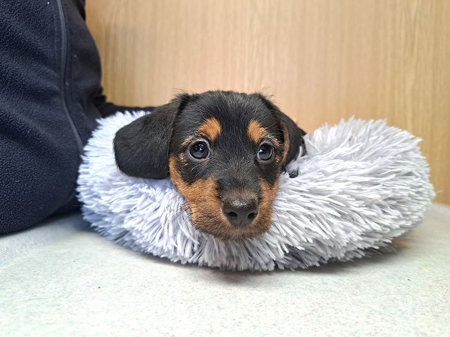 pfotenretterungarn Ida (8)