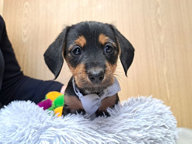 pfotenretterungarn Ida (9)