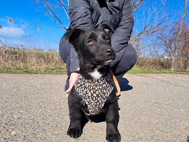 pfotenretterungarn Joschi neu (10)