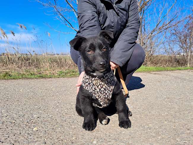 pfotenretterungarn Joschi neu (11)