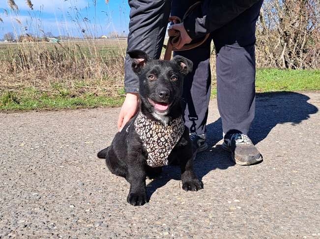 pfotenretterungarn Joschi neu (2)