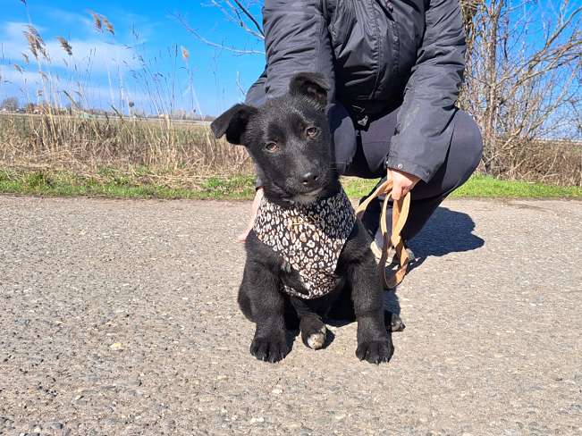 pfotenretterungarn Joschi neu (3)