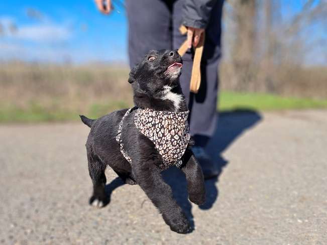 pfotenretterungarn Joschi neu (4)