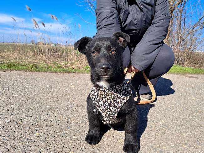 pfotenretterungarn Joschi neu (5)