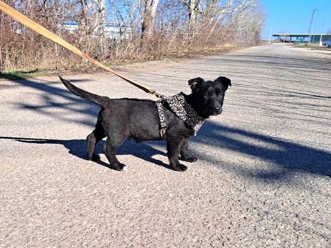 pfotenretterungarn Joschi neu (6)