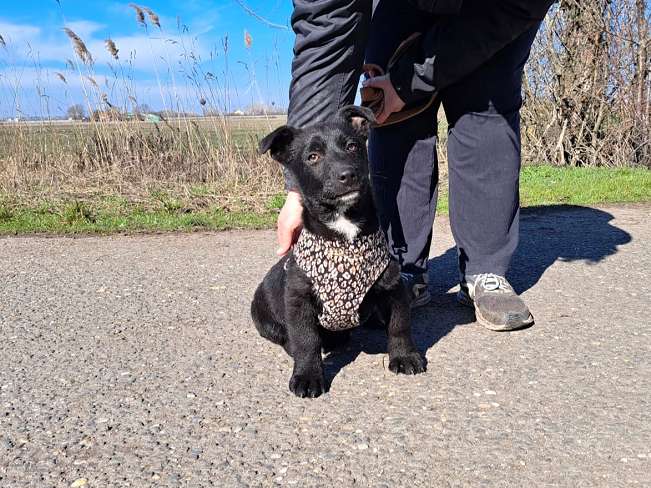 pfotenretterungarn Joschi neu (7)