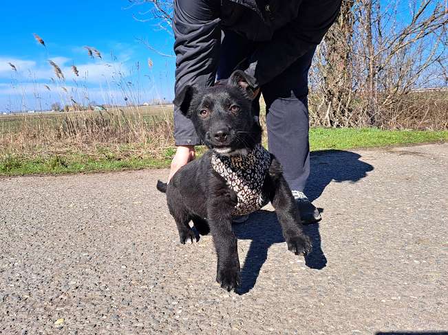 pfotenretterungarn Joschi neu (8)