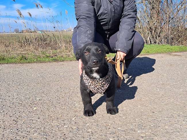 pfotenretterungarn Joschi neu (9)