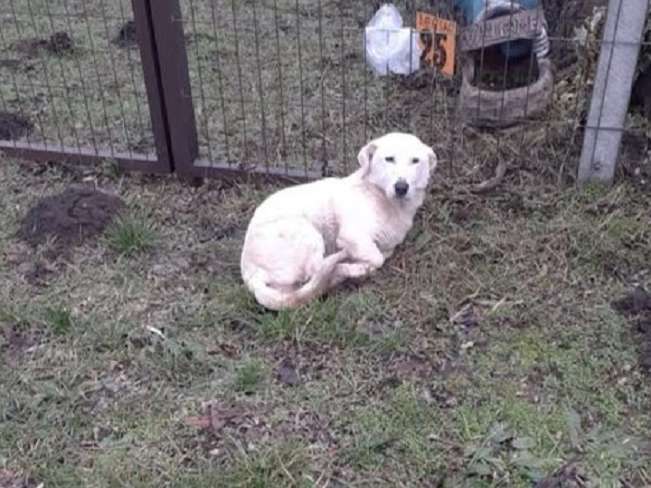 pfotenretterungarn Kimberly (11)