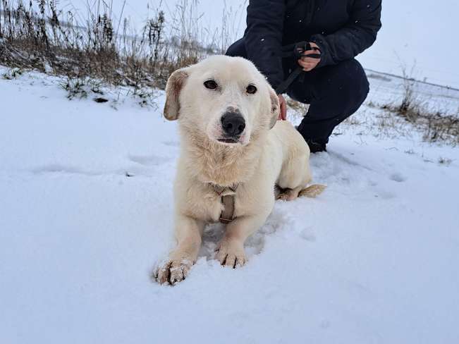 pfotenretterungarn Kimberly (2)