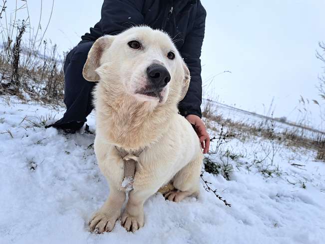 pfotenretterungarn Kimberly (3)