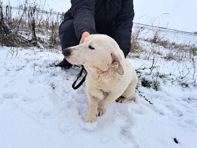 pfotenretterungarn Kimberly (4)