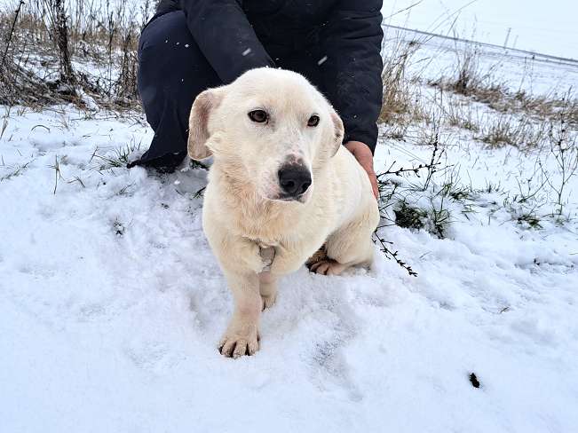 pfotenretterungarn Kimberly (5)