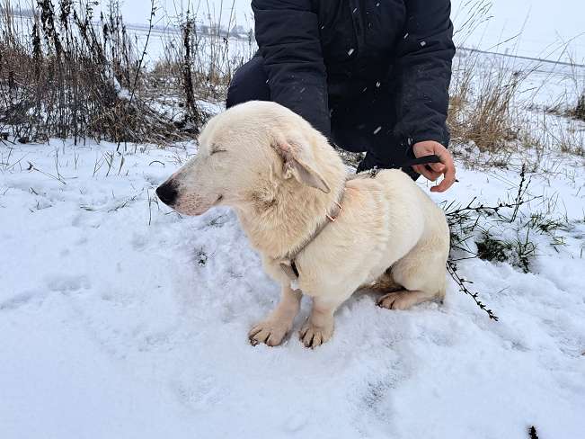 pfotenretterungarn Kimberly (6)