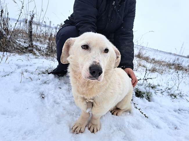 pfotenretterungarn Kimberly (7)