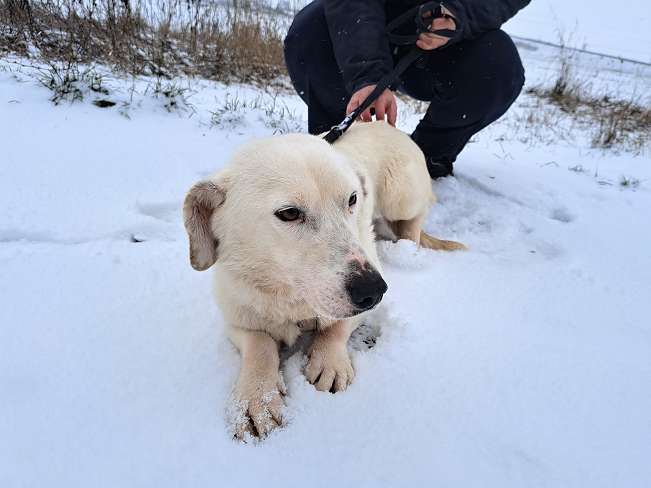 pfotenretterungarn Kimberly (9)