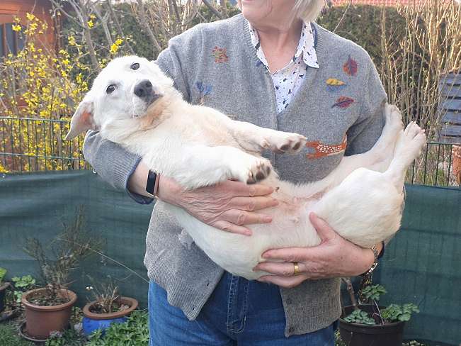 pfotenretterungarn Kimberly PS (Gabi) (10)