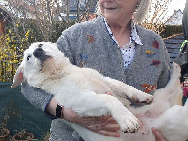 pfotenretterungarn Kimberly PS (Gabi) (11)