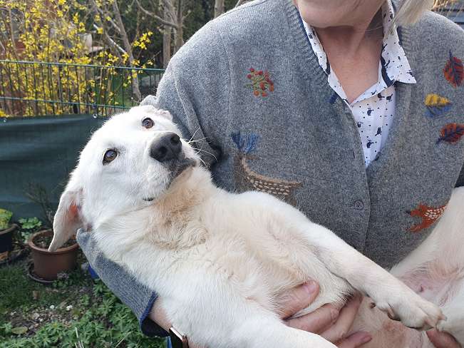 pfotenretterungarn Kimberly PS (Gabi) (12)