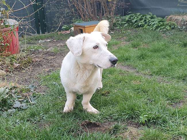 pfotenretterungarn Kimberly PS (Gabi) (14)