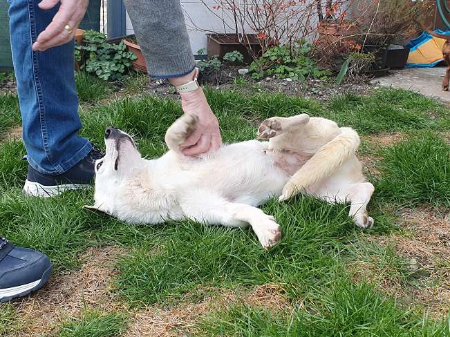 pfotenretterungarn Kimberly PS (Gabi) (15)