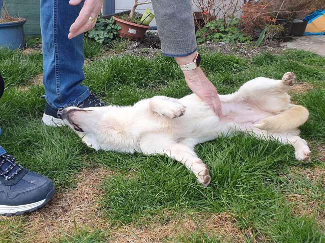 pfotenretterungarn Kimberly PS (Gabi) (16)