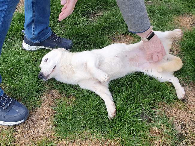 pfotenretterungarn Kimberly PS (Gabi) (17)