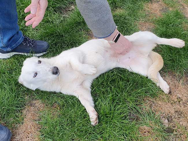 pfotenretterungarn Kimberly PS (Gabi) (18)