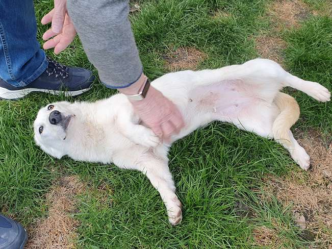 pfotenretterungarn Kimberly PS (Gabi) (19)