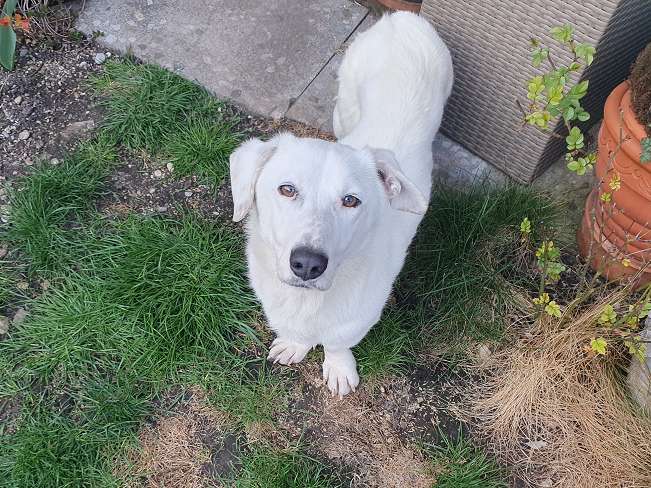 pfotenretterungarn Kimberly PS (Gabi) (2)