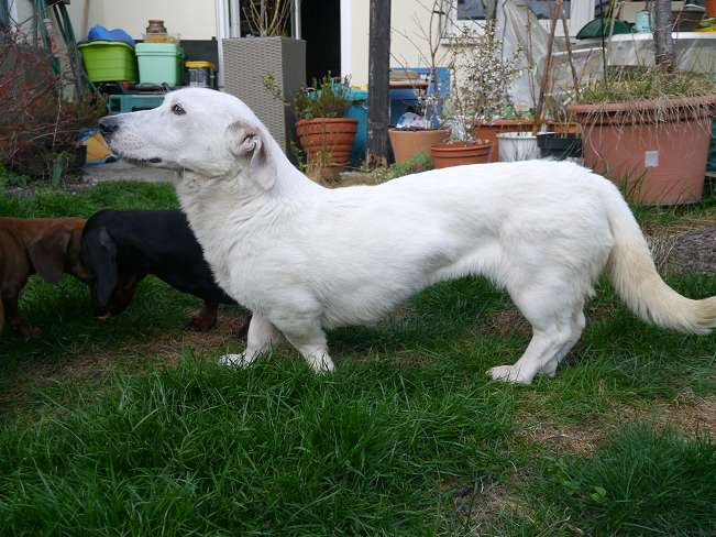 pfotenretterungarn Kimberly PS (Gabi) (20)