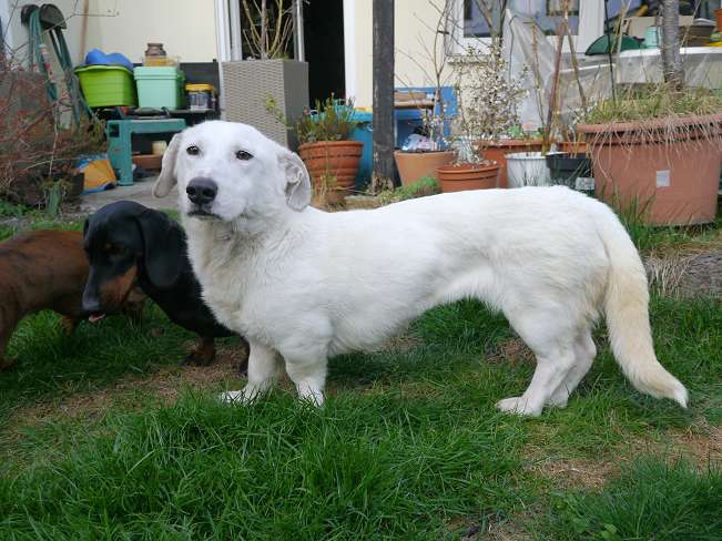 pfotenretterungarn Kimberly PS (Gabi) (21)