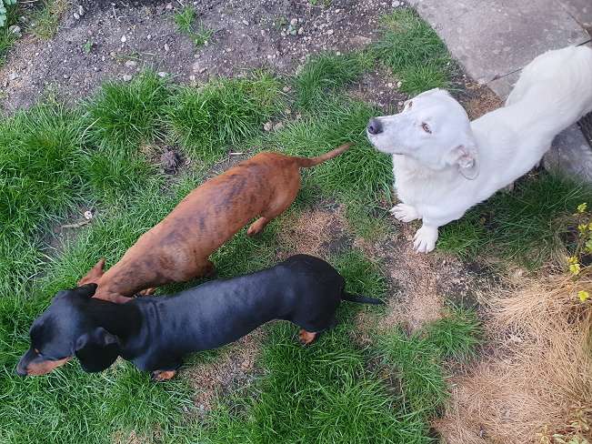 pfotenretterungarn Kimberly PS (Gabi) (22)