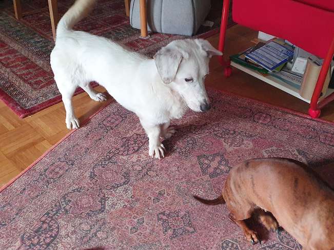 pfotenretterungarn Kimberly PS (Gabi) (23)