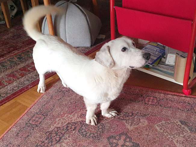 pfotenretterungarn Kimberly PS (Gabi) (24)