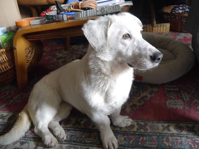 pfotenretterungarn Kimberly PS (Gabi) (25)