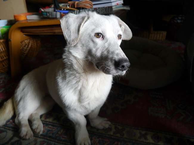 pfotenretterungarn Kimberly PS (Gabi) (26)