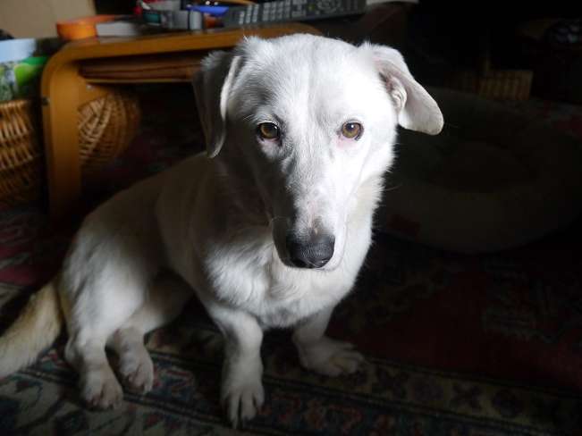 pfotenretterungarn Kimberly PS (Gabi) (27)