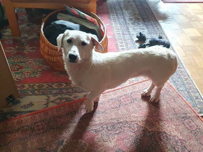 pfotenretterungarn Kimberly PS (Gabi) (28)