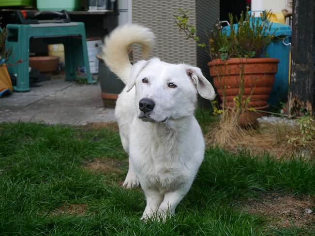 pfotenretterungarn Kimberly PS (Gabi) (3)