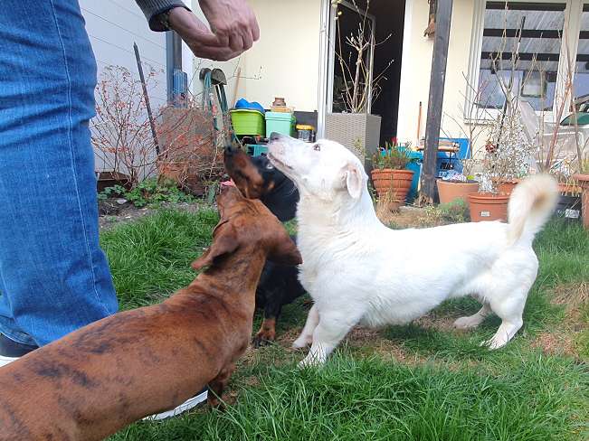 pfotenretterungarn Kimberly PS (Gabi) (4)