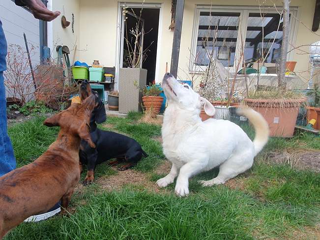 pfotenretterungarn Kimberly PS (Gabi) (5)