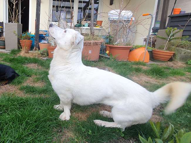 pfotenretterungarn Kimberly PS (Gabi) (6)