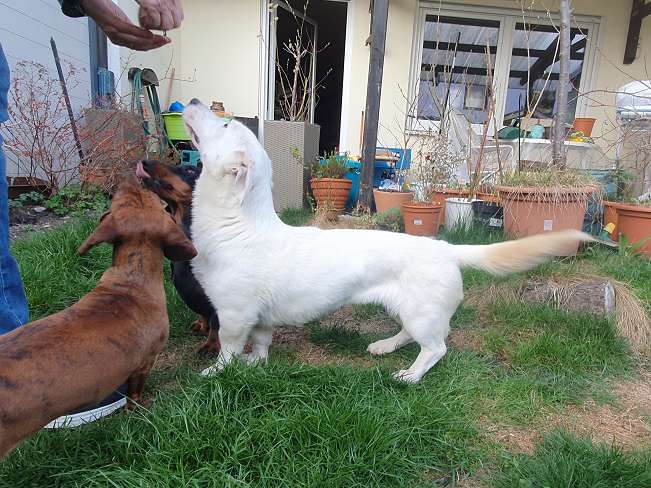 pfotenretterungarn Kimberly PS (Gabi) (7)