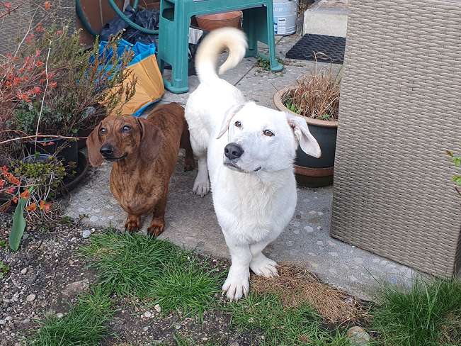 pfotenretterungarn Kimberly PS (Gabi) (8)