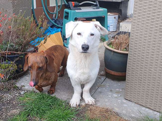 pfotenretterungarn Kimberly PS (Gabi) (9)