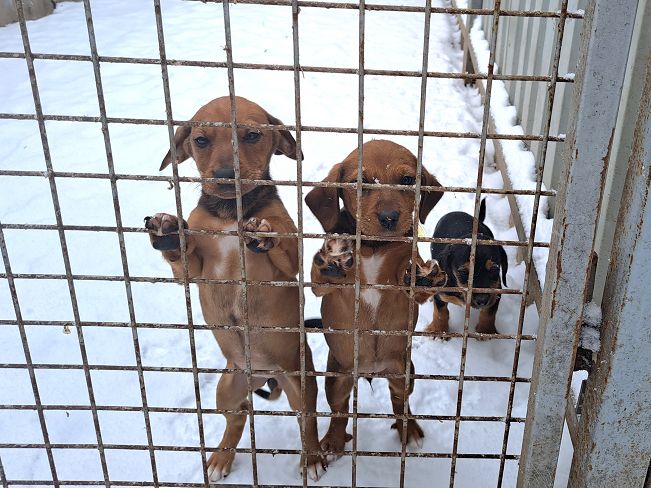 pfotenretterungarn Madita (10)