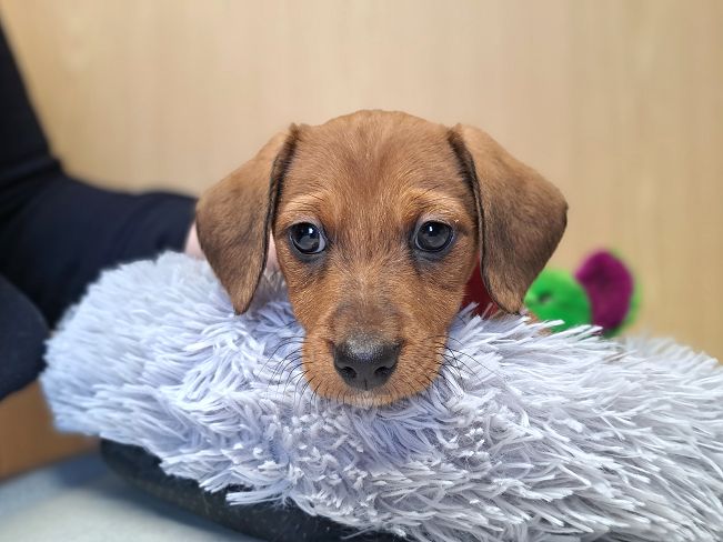 pfotenretterungarn Madita (3)