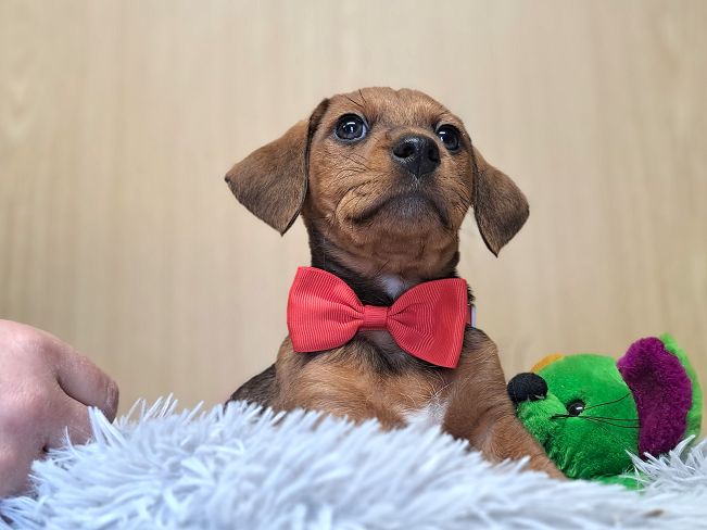 pfotenretterungarn Madita (6)