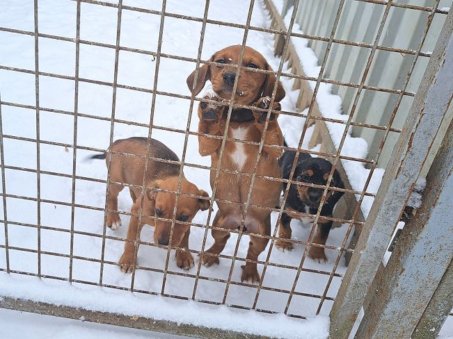 pfotenretterungarn Madita (7)